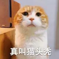猫癣传染人如何才能治好,猫癣怎么治才不会复发