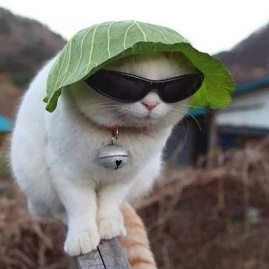 猫是液体的证据找到了吗,猫难道真的是液体吗