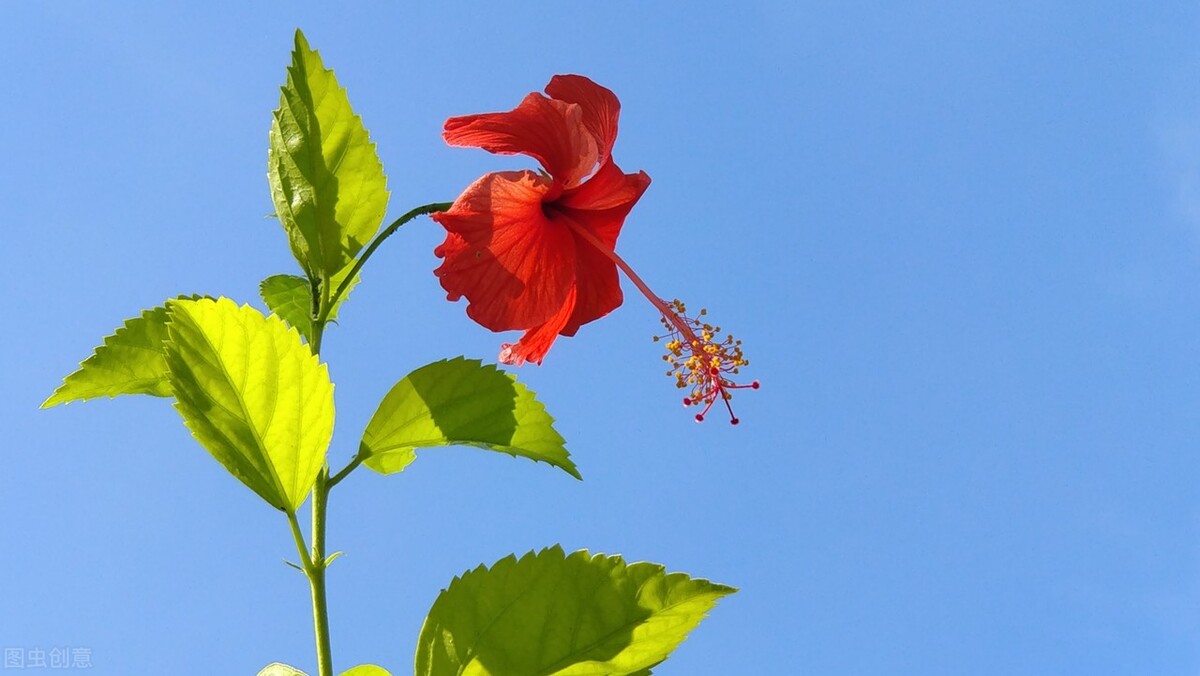 扶桑如何才能养好,扶桑为什么不能在家里养