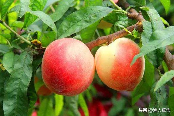 桃子树如何才能让果变甜,桃子树结满密密麻麻的桃子怎么办