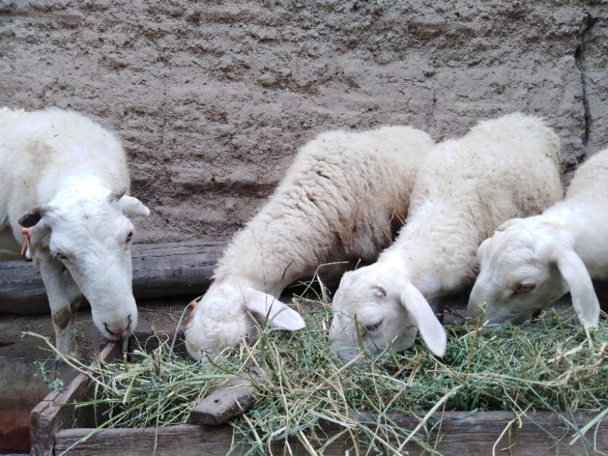 羊价下跌时间已经预测出来,羊价下跌是否能养羊