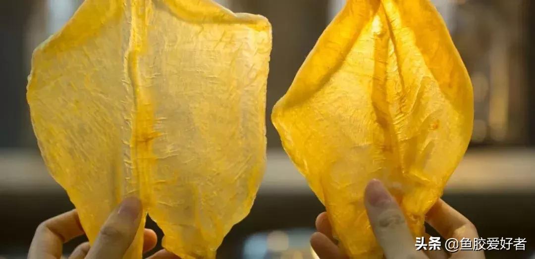 花胶怎么挑选公母,公花胶和母花胶怎样分别