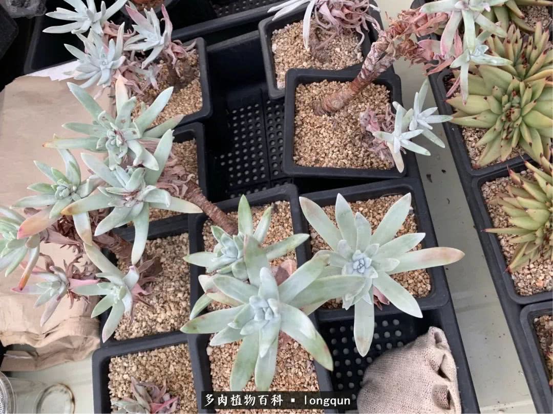 肉叔带你走遍韩国多肉大棚,记一次精彩的采摘之旅