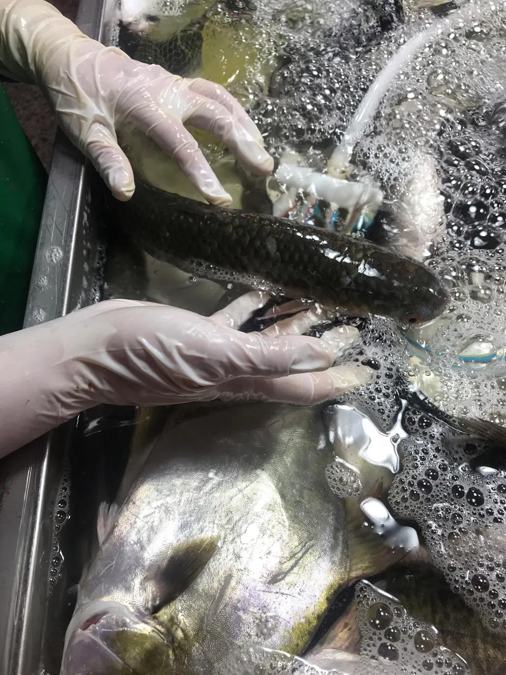 珠海斗门哪里海鲜便宜,吃货必去的海鲜城市