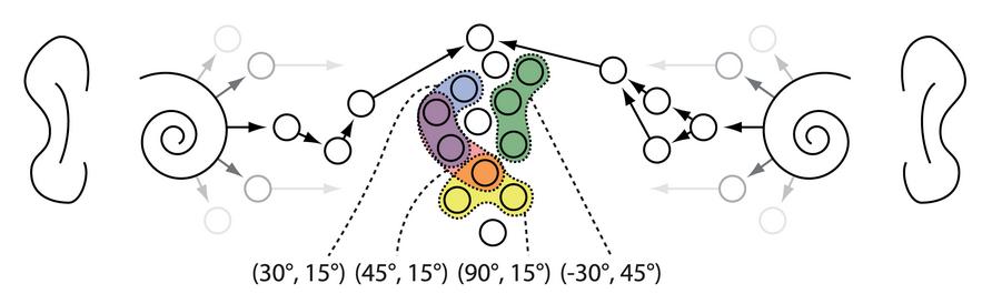生物神经元的工作原理对深度学习神经元的启发