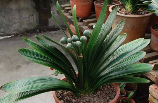 君子兰种子什么时候播种最好,君子兰种子什么样才能播种