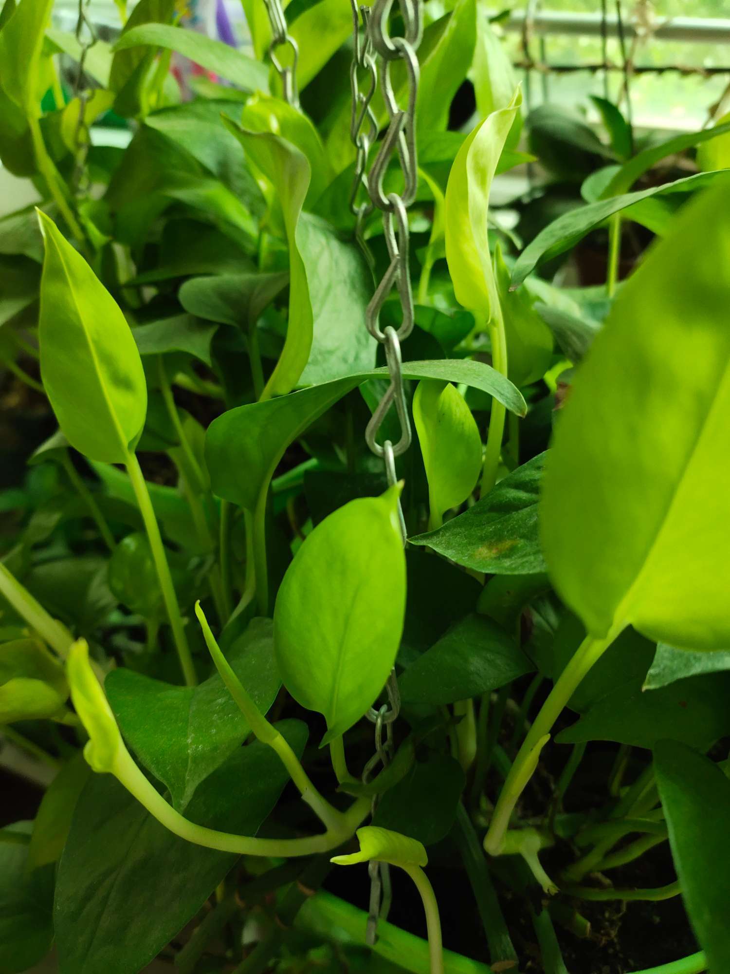 绿萝怎么养才能长得更旺盛,绿萝怎么养不出叉还枝繁叶茂