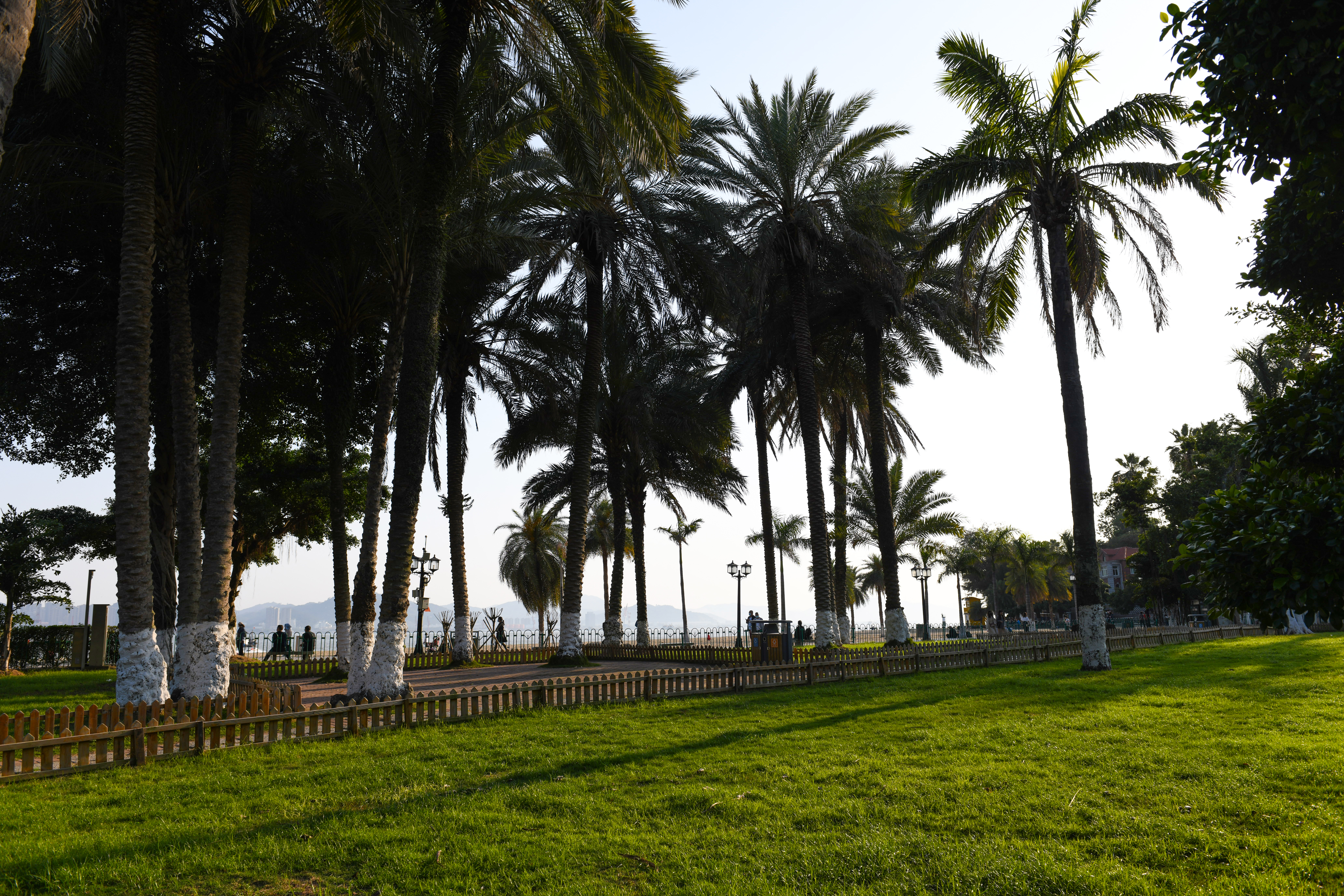 厦门鼓浪屿免费,厦门景点半价政策最新规定