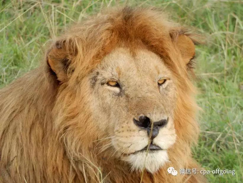 这个野奢的国度,欧美、日韩人都爱去,为何我们国家没人去?