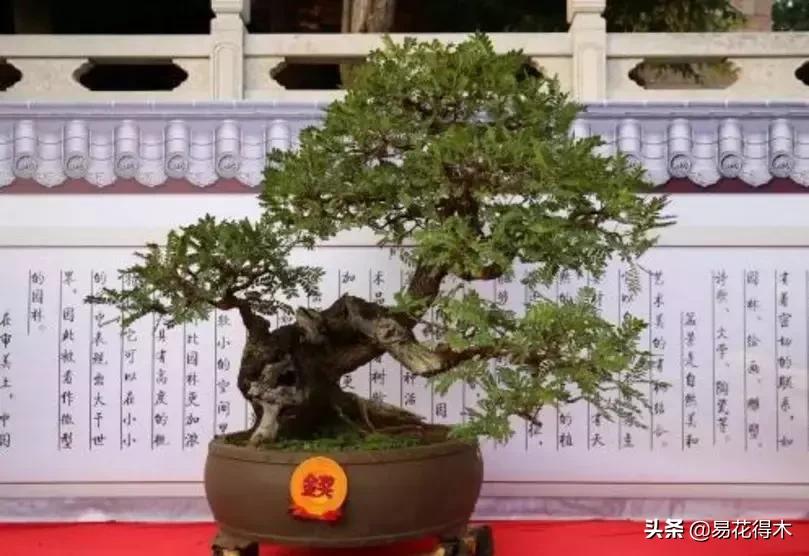 清香木黄叶掉叶子怎么回事,清香木盆景黄叶掉叶