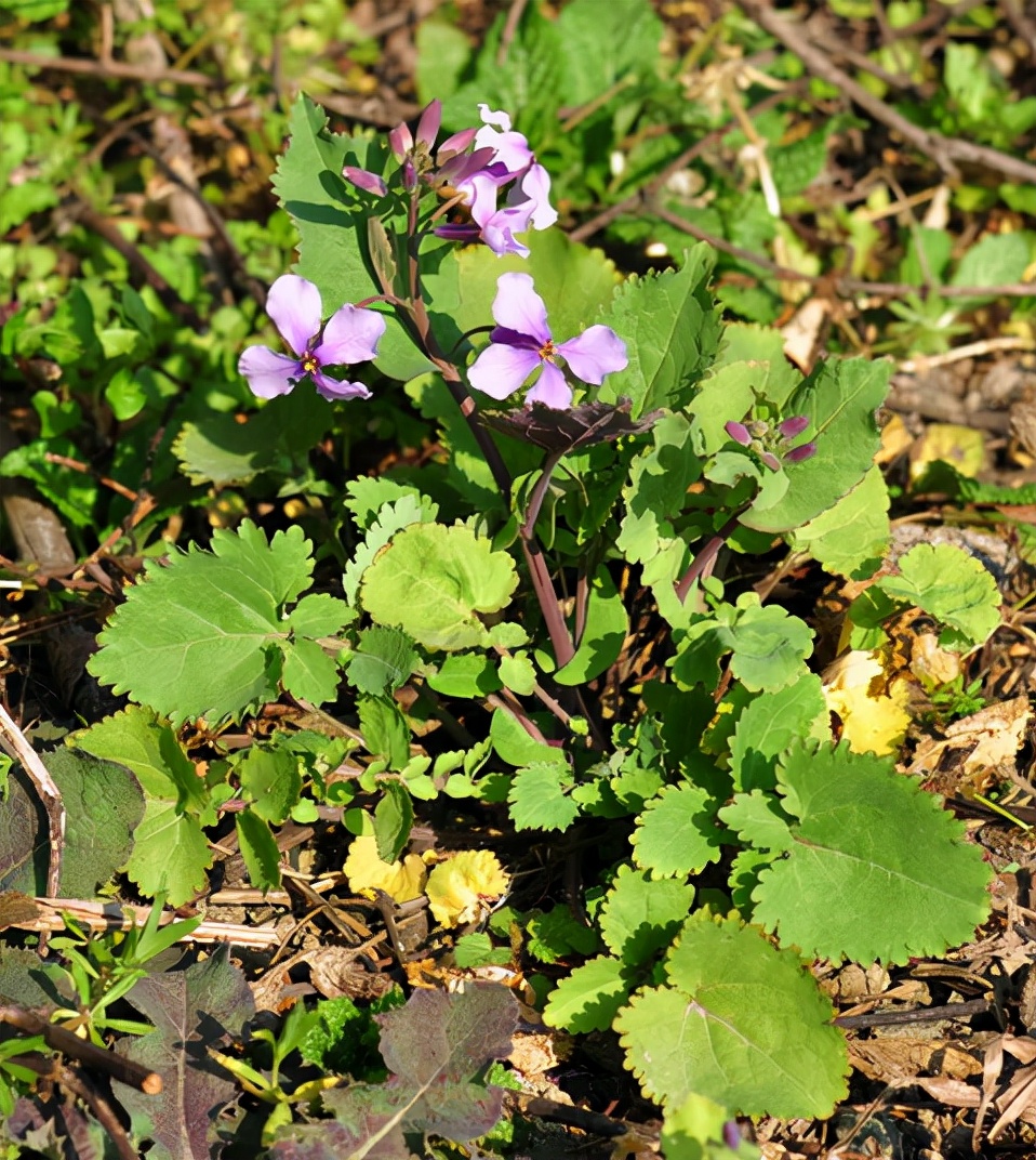 农村常吃的40种野菜你吃过几种呢,这10多种野菜你吃过哪些