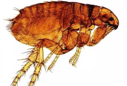 上海专业上门灭跳蚤电话,新北区正规灭跳蚤公司