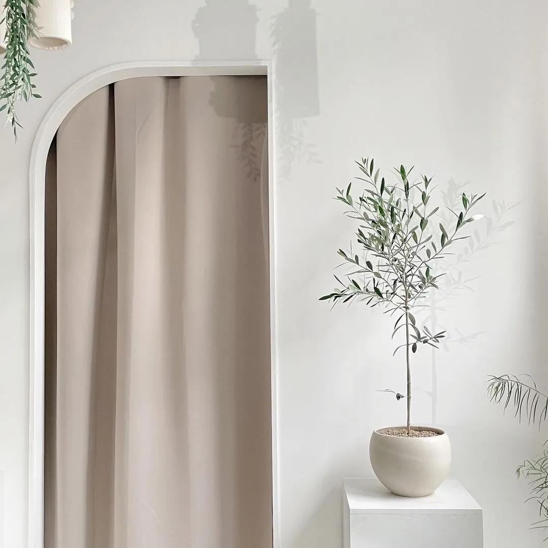 ins十大网红绿植,ins网红绿植大全