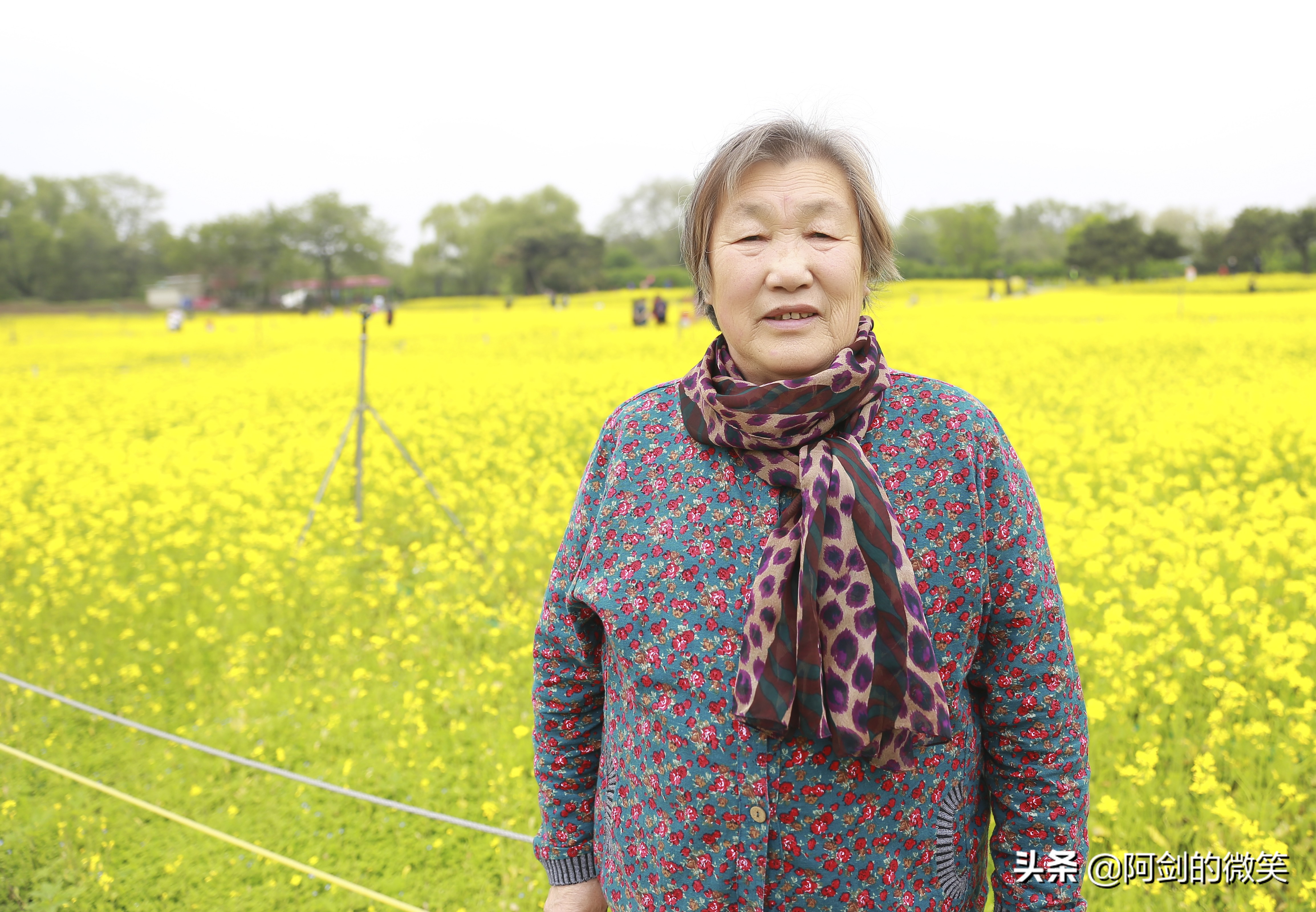 沈阳十一假期哪里有花海,沈阳玫瑰小镇温泉花海两日游