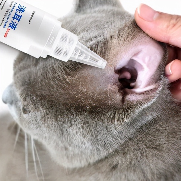 宠物猫咪家中常备药,家中常备这些药猫咪生病不用慌