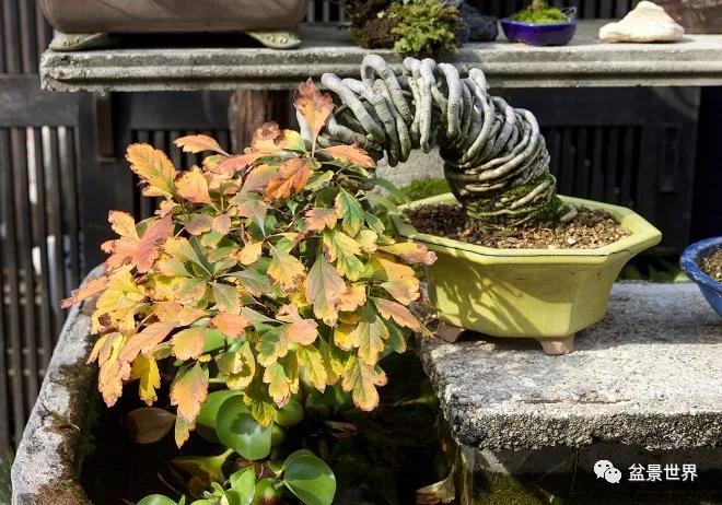 大师级老桩盆景欣赏,精美绝伦的老桩盆景