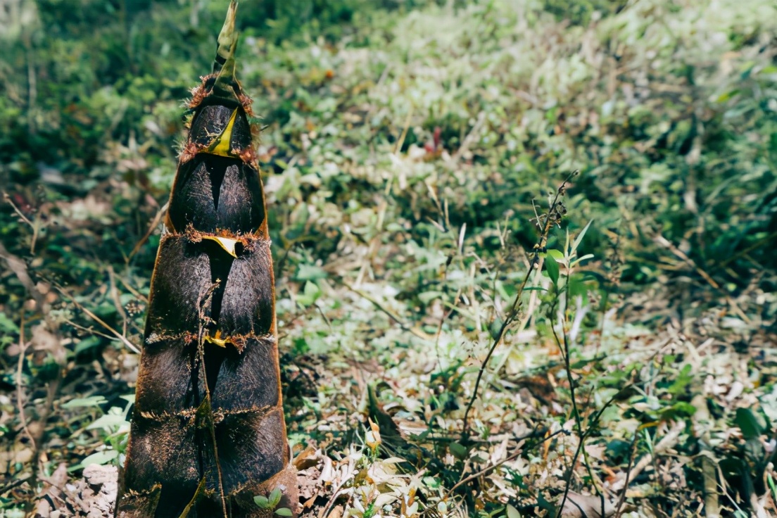 商量岗内的这家酒店，四季气候适宜居住，住客宛若身处桃花源
