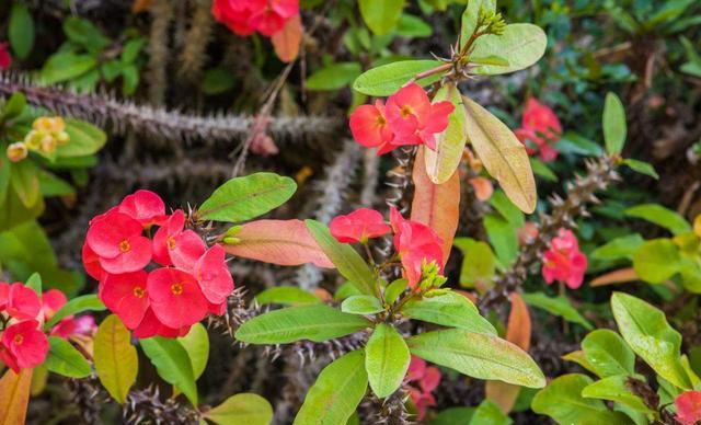 养虎刺梅吉利么,养虎刺梅怎样能开花