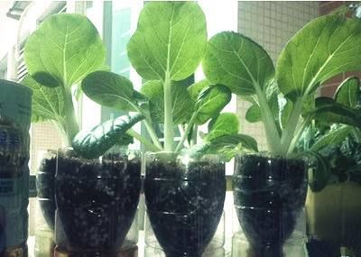 如何自制花盆简单又好看,自己在家怎么制作花盆教程