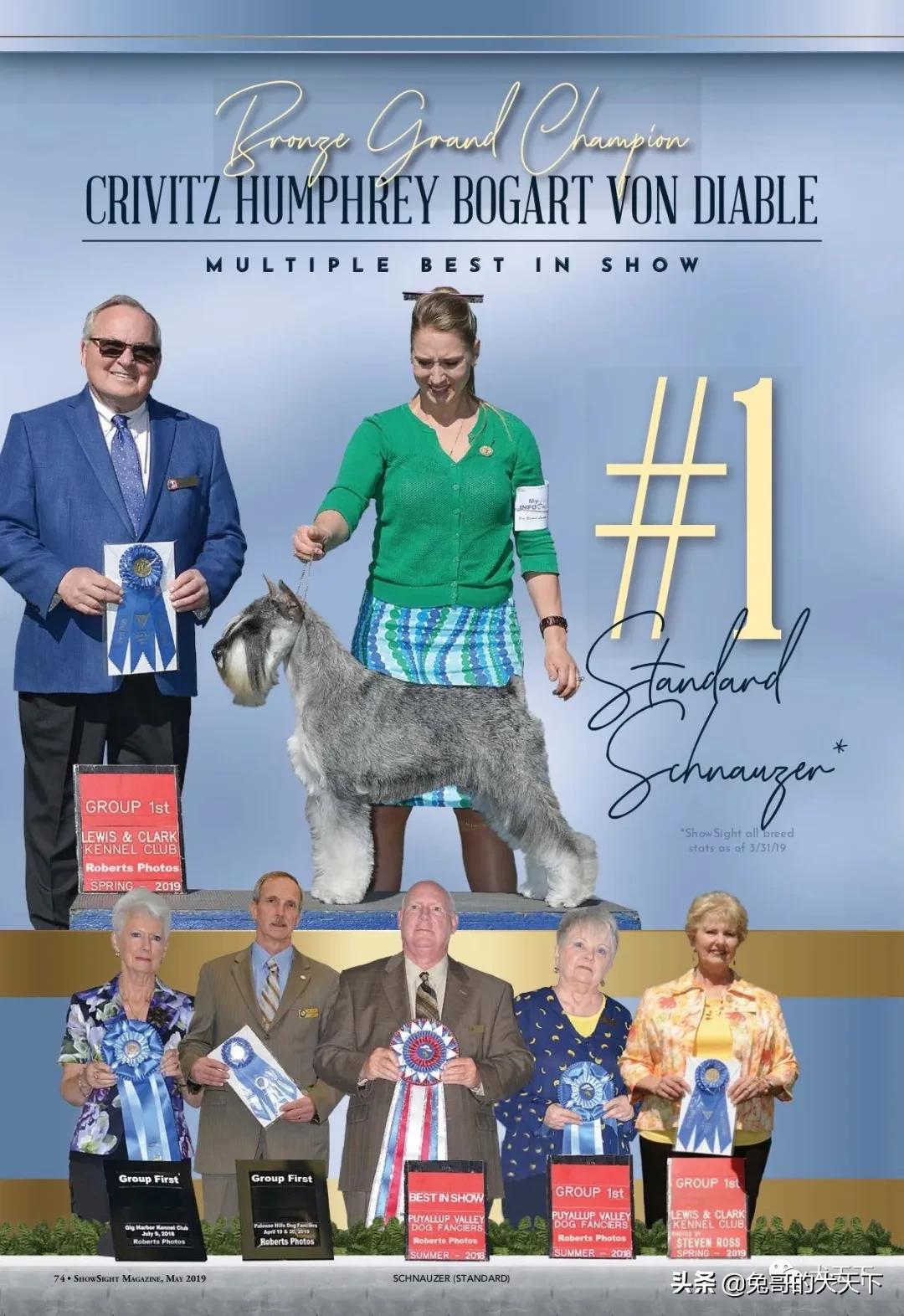 akc柴犬,2022年美国akc犬展冠军