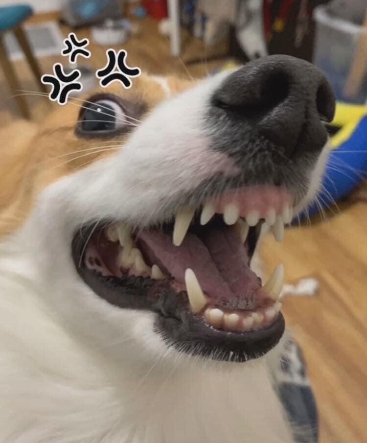 柯基咬拖鞋主人反咬玩具,两只柯基抢玩具