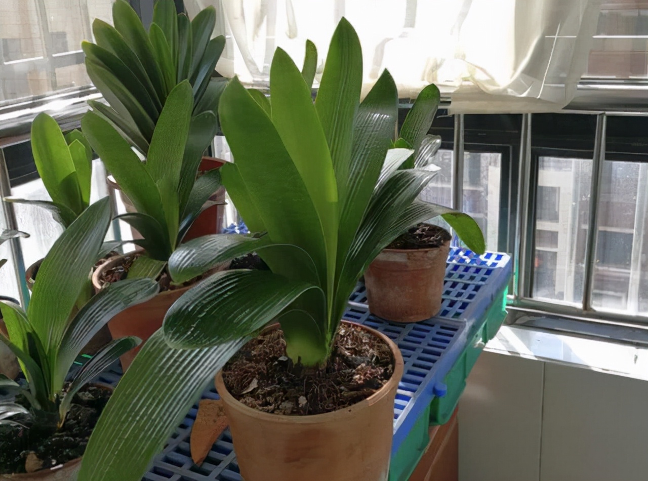 李大姐养君子兰，年年开大花，有吉祥好兆头，原来是她做对5件事