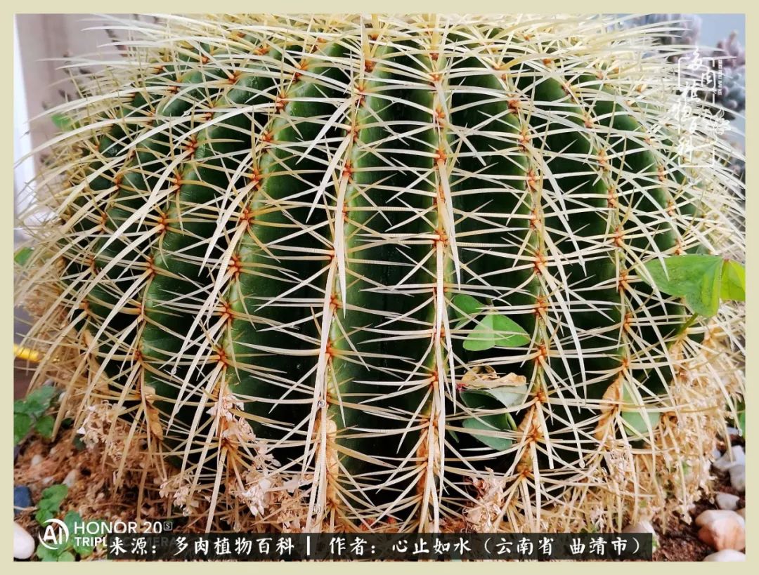 感谢陪伴感恩所有的遇见,让每个人都能感受到多肉的美好