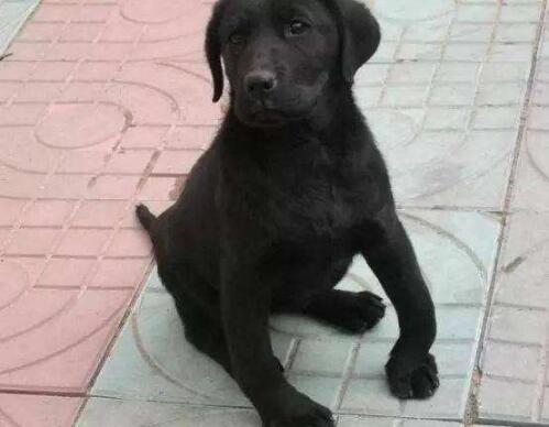 怎么判断狗狗有没有趴蹄,狗为什么喜欢趴蹄