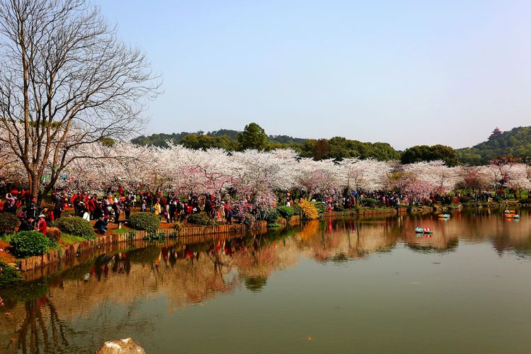 鑻遍泟褰掓潵妯辫姳鏈夌害,妯辫姳鐩涘紑鑻遍泟褰掓潵瀹屾暣瑙嗛