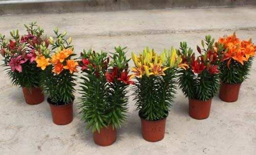 百合花开完插花瓶怎么养,百合花开完怎么处理第二年还会开