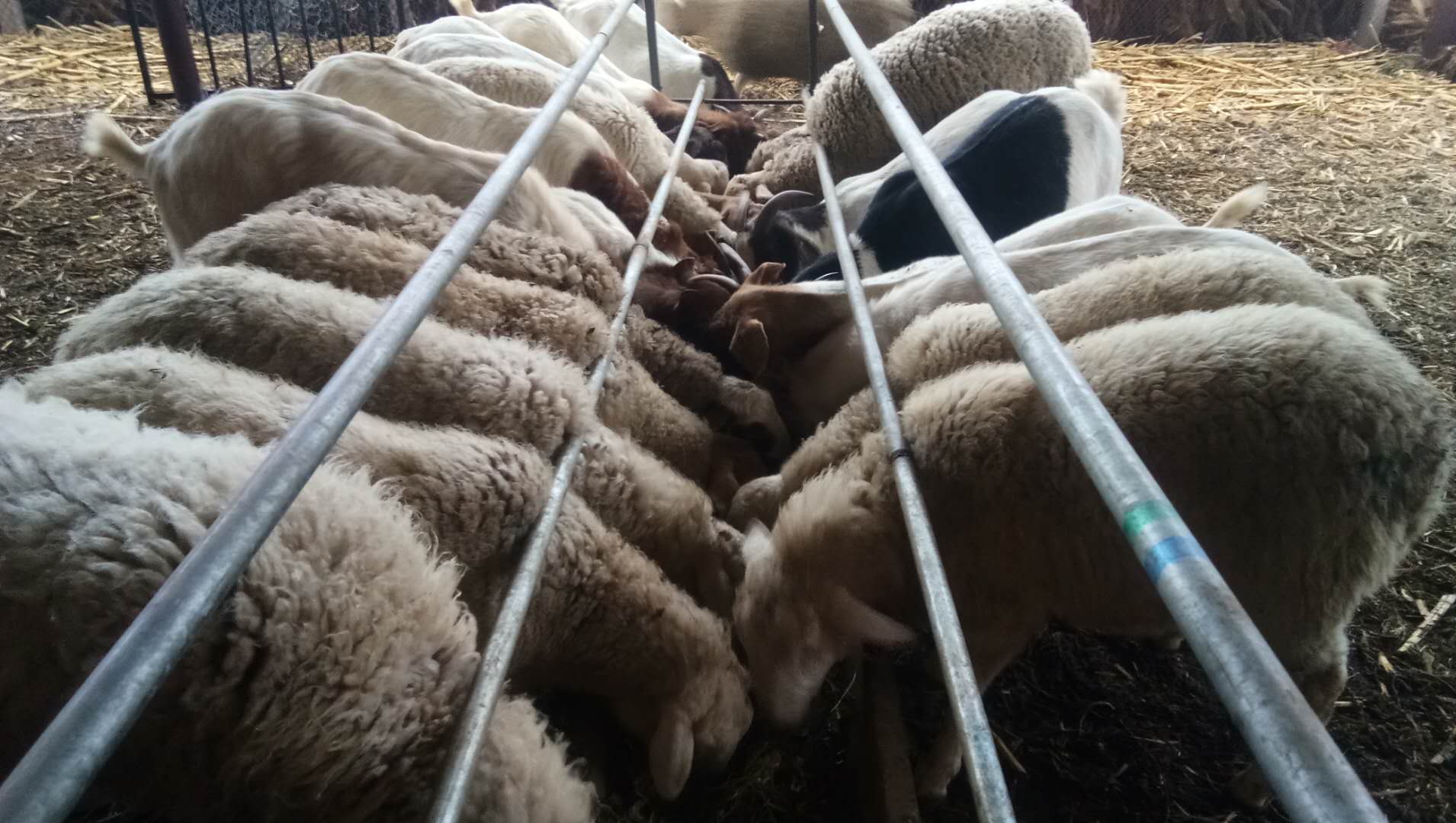 羊胀气最好的偏方,羊胀气吃什么养羊最好