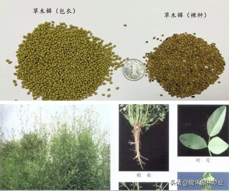 适合盐碱地的植物有哪些,绿化草耐旱品种