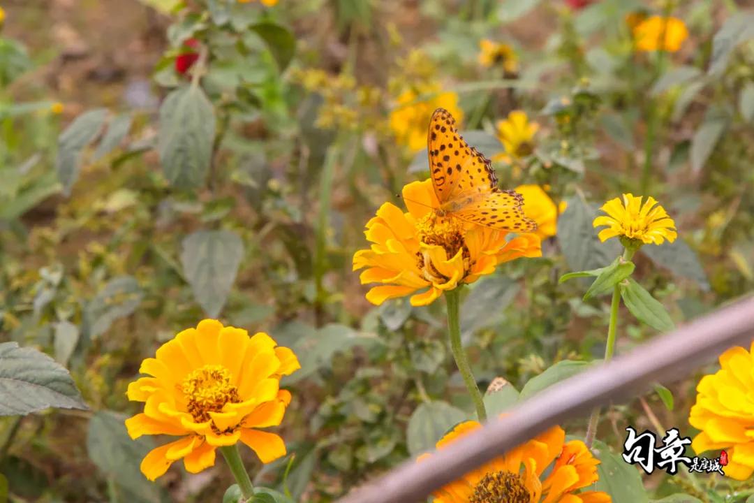 兴化千垛菊花海,广州海心沙菊花海