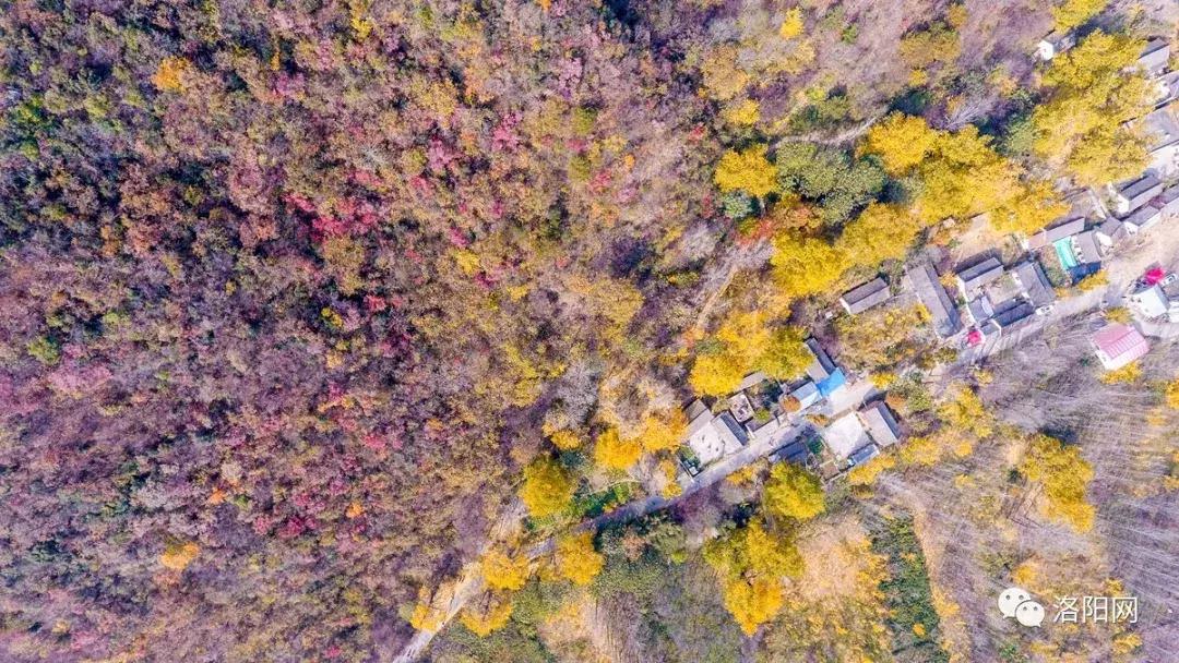 洛阳牡丹花会邀请,洛阳邀请全世界人民看牡丹