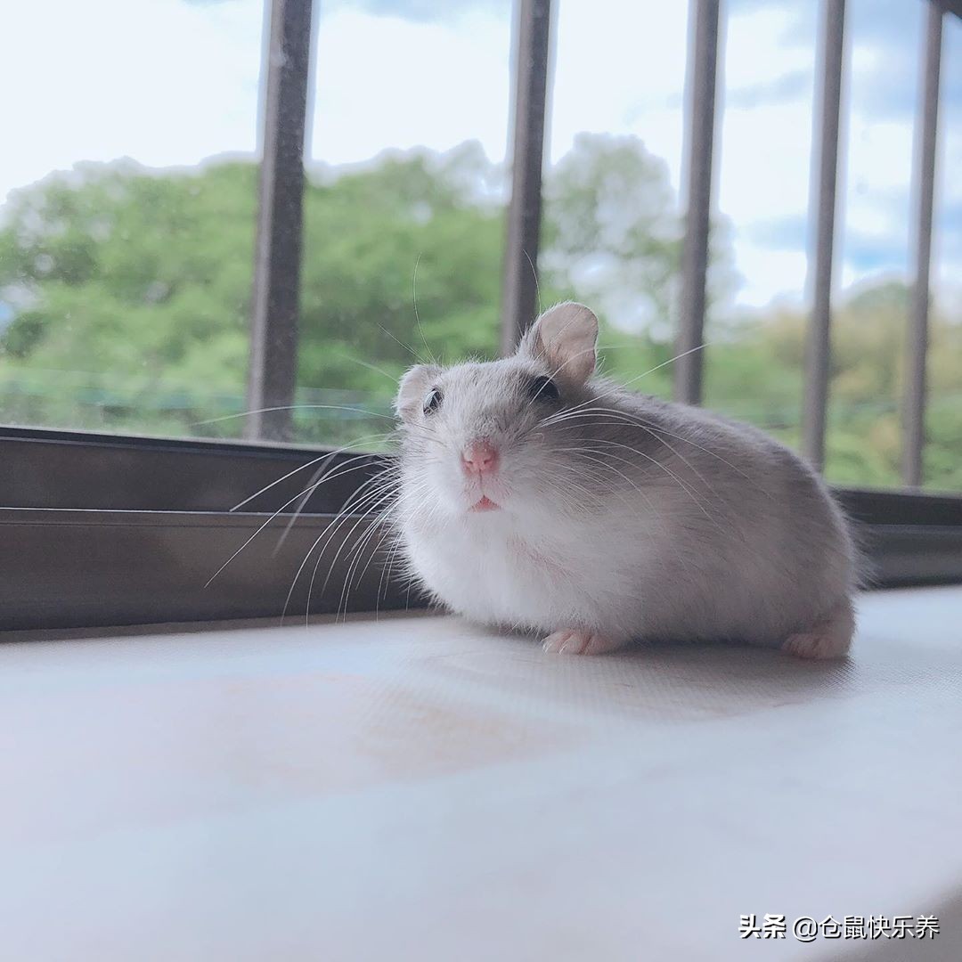 仓鼠瞌睡,仓鼠瞌睡掉洞里