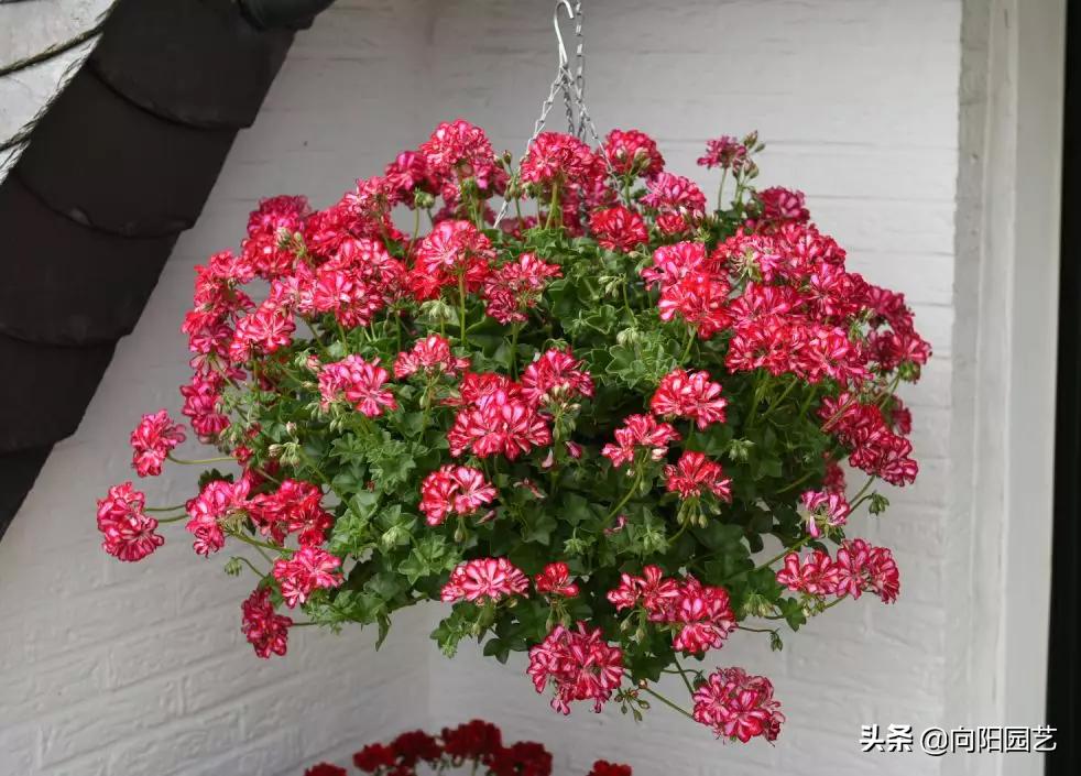 冬天值得养的7种花,这6种花冬天冻不死还花开不断