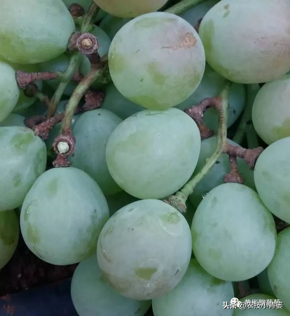 葡萄的穗轴褐枯病是怎样的,葡萄溃疡病后果