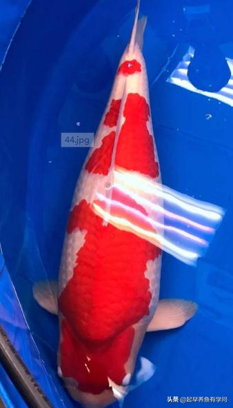 一万元锦鲤水中宝石,价值两千万的黄金龙凤锦鲤