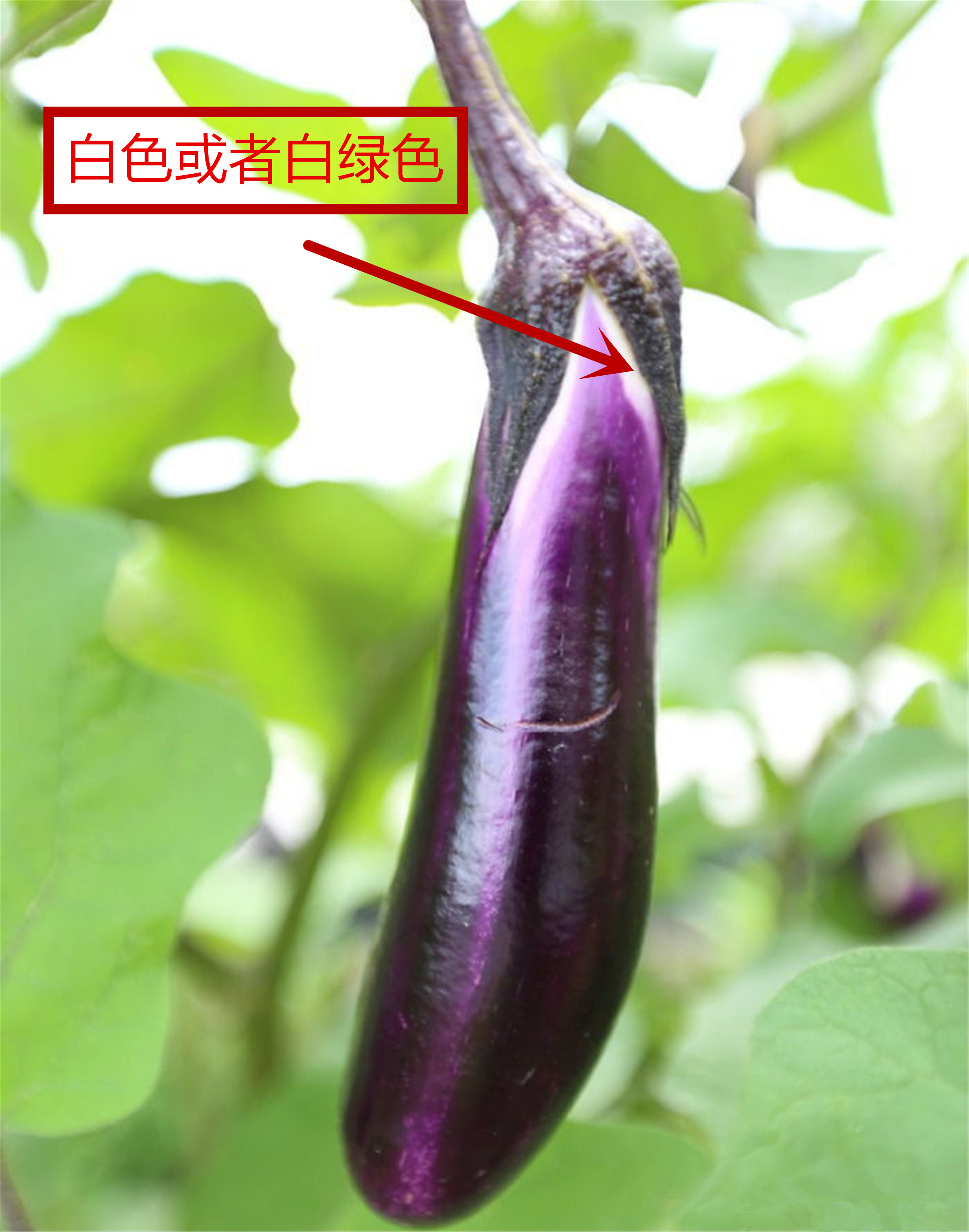 茄子有几种怎么区分,买茄子颜色深好还是浅好