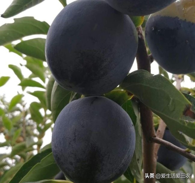 优质农产品黑桃,中华黑桃王的优缺点