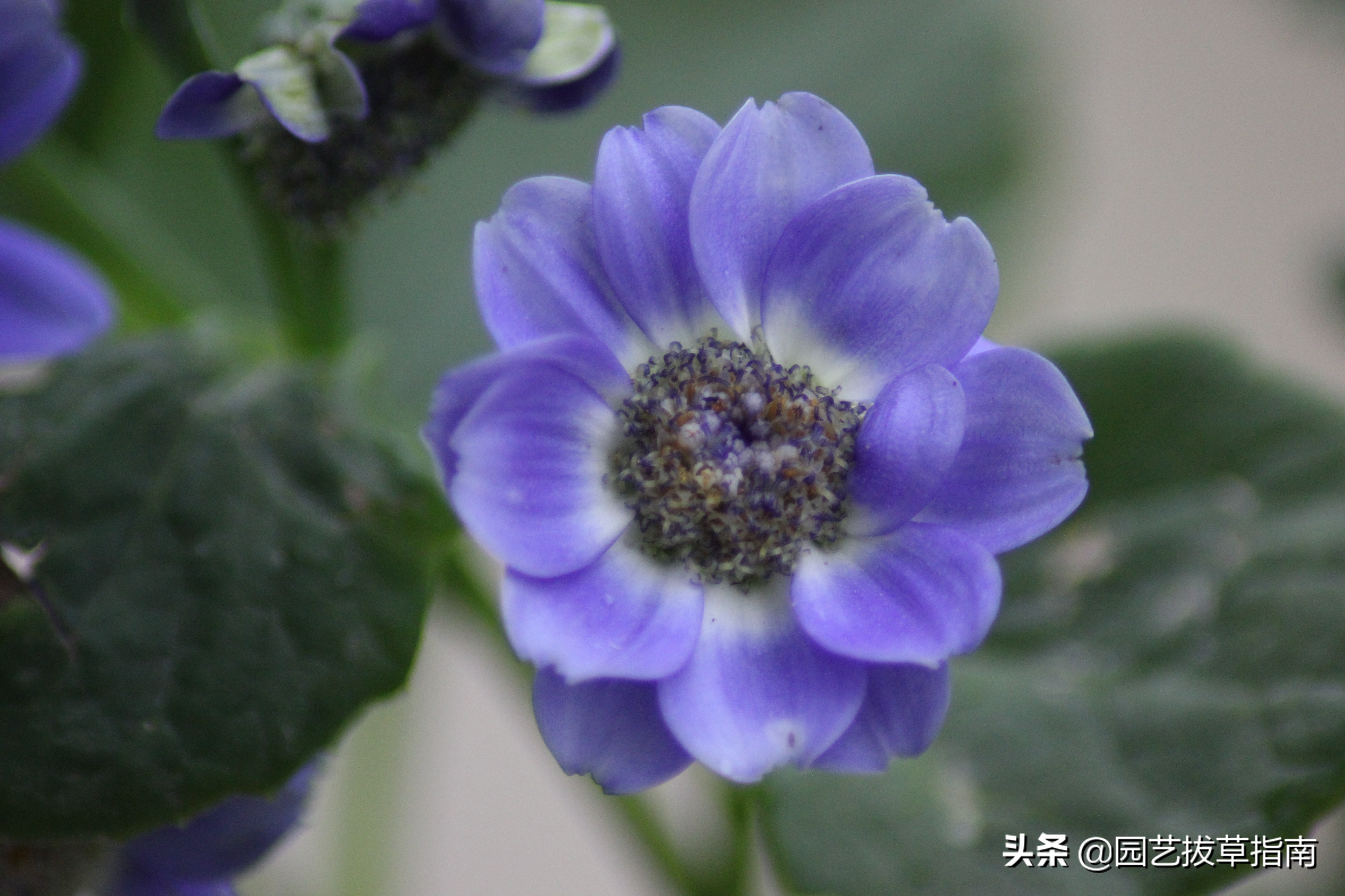 辽宁瓜叶菊种植基地,瓜叶菊生长过程