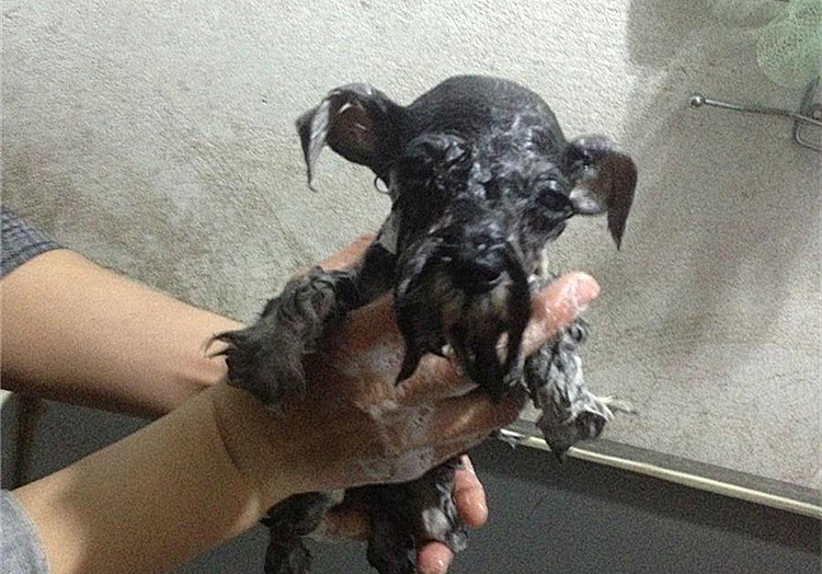 狗狗不能洗澡的五个时期,狗狗洗澡为什么不能那么频繁