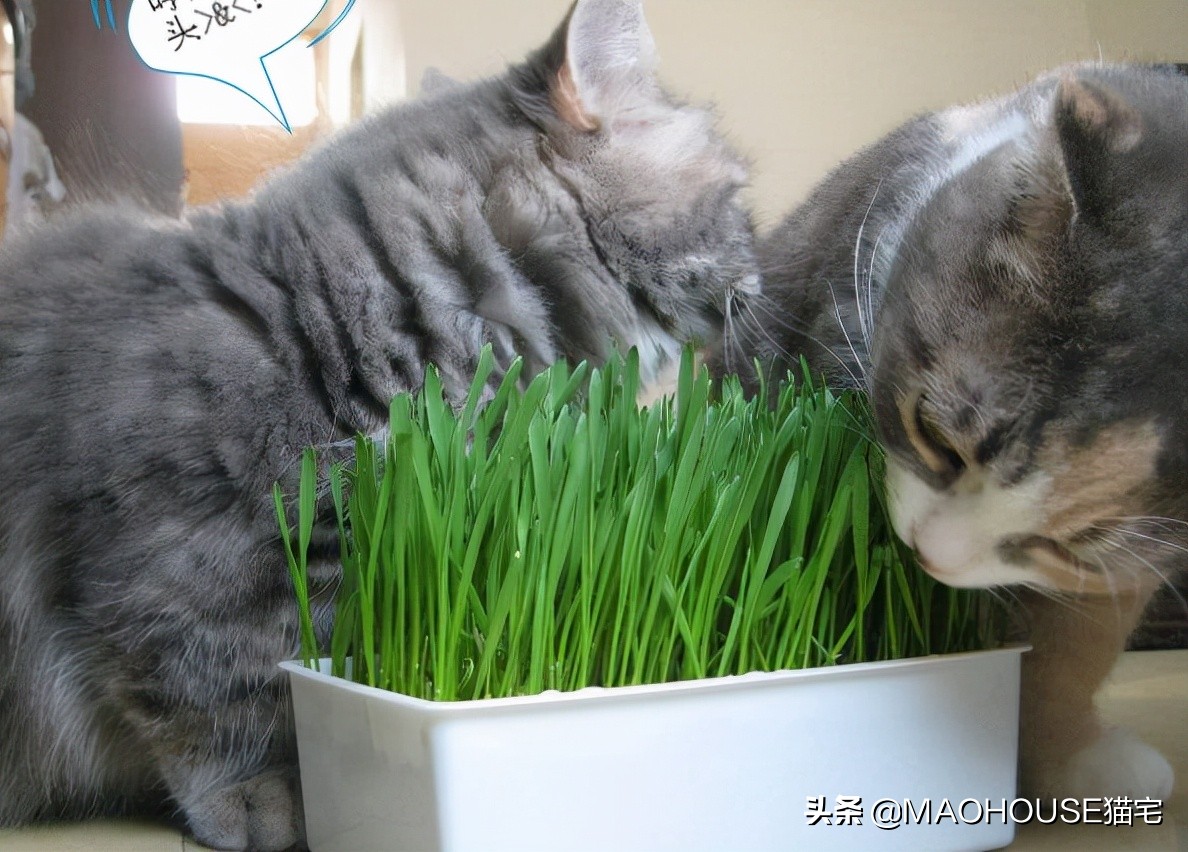 猫咪行为的含义,猫咪的沙雕行为