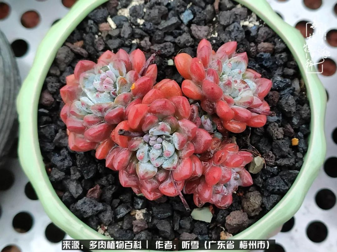 遇见多肉感恩生命中所有的相识,爱上多肉是个压力山大的事