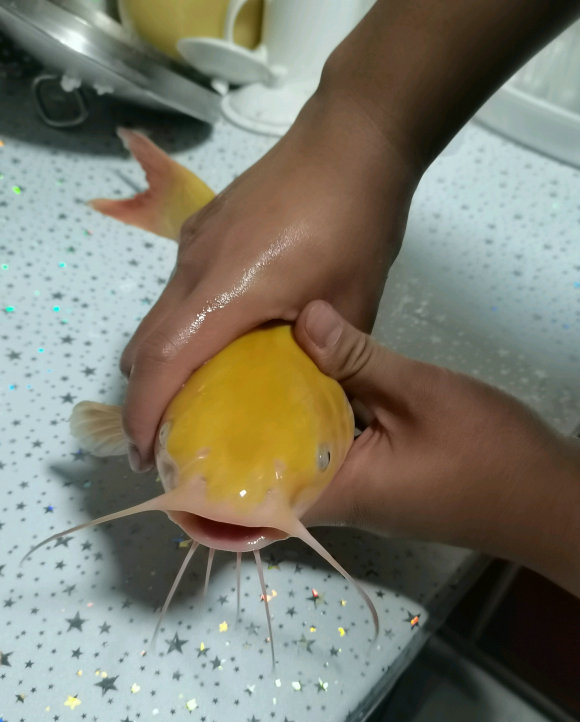 眉山钓鱼者钓了一条鲶鱼,四川钓活鮰鱼