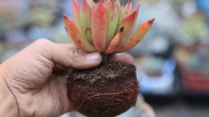 新手养多肉的方法和技巧视频,要想多肉养得又肥又大用什么方法