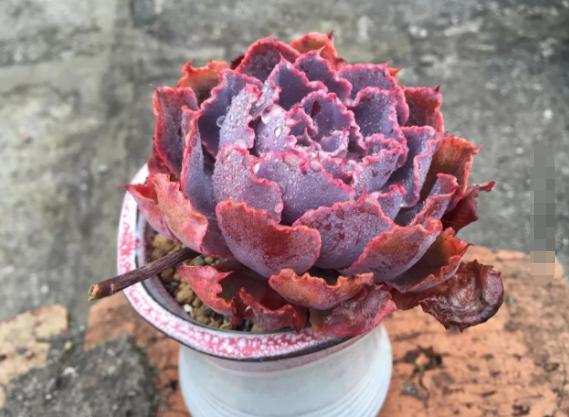 冬天多肉种好后怎么处理,多肉怎么过冬保暖