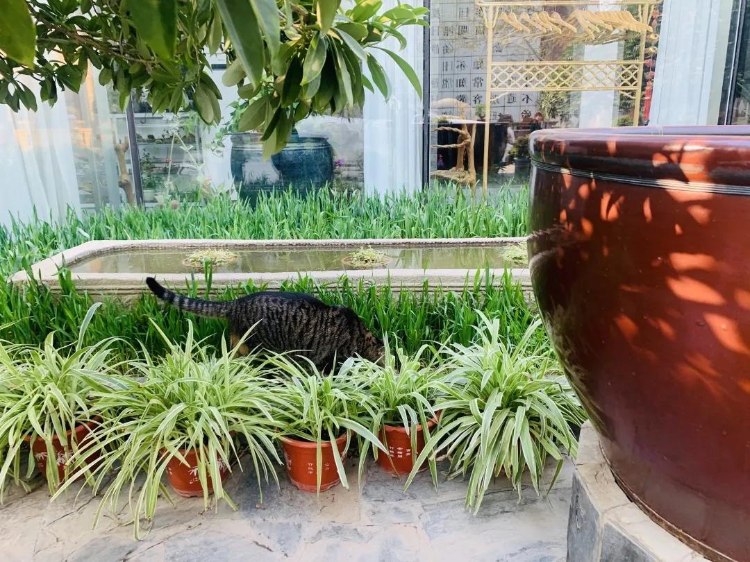 2019年掉缸事件,关于掉缸的事件