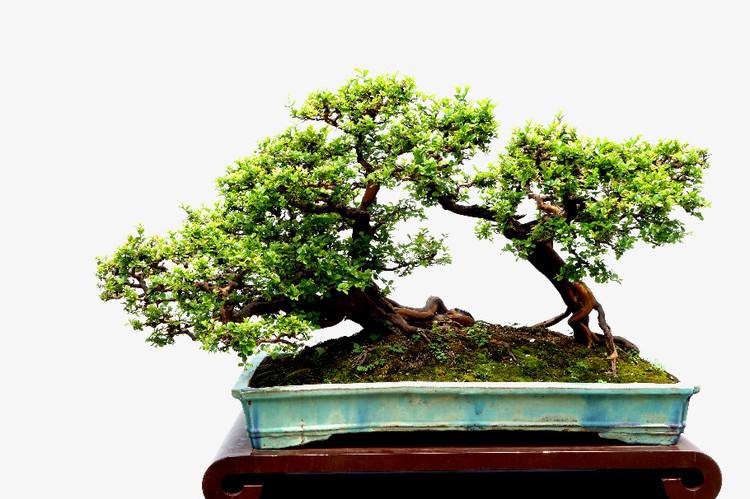 雀梅枯萎了如何补救,雀梅失枝是什么原因引起的