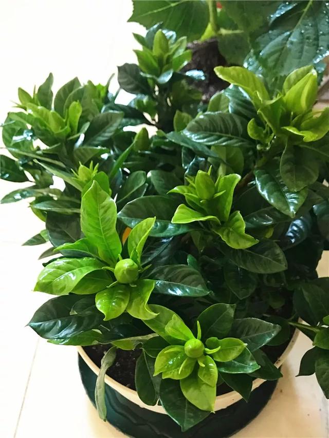 什么肥料能促进叶子生长,叶子施肥的方法